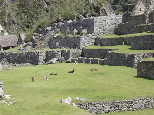 Lllamas keep the grass trim